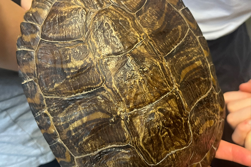 In der Reptilienauffangstation